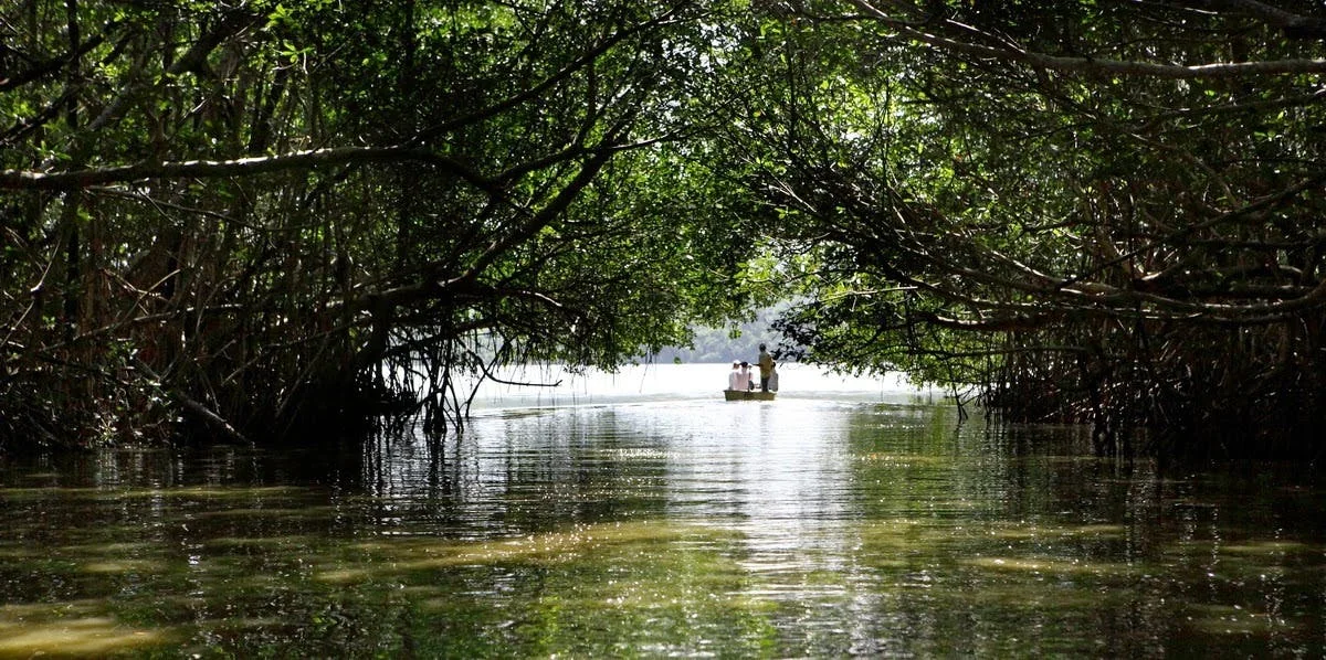 Boat beyond a mangrove arch on Laguna Redonda in the Miches area