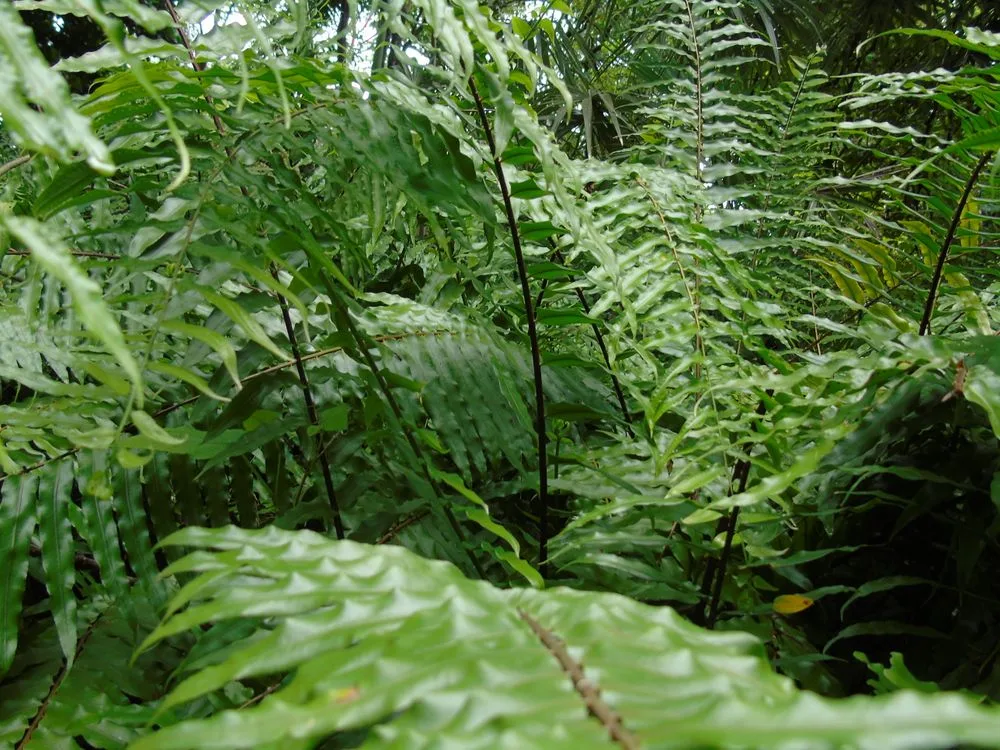 Close-up of green fern leaves in a Dominican Republic tropical setting
