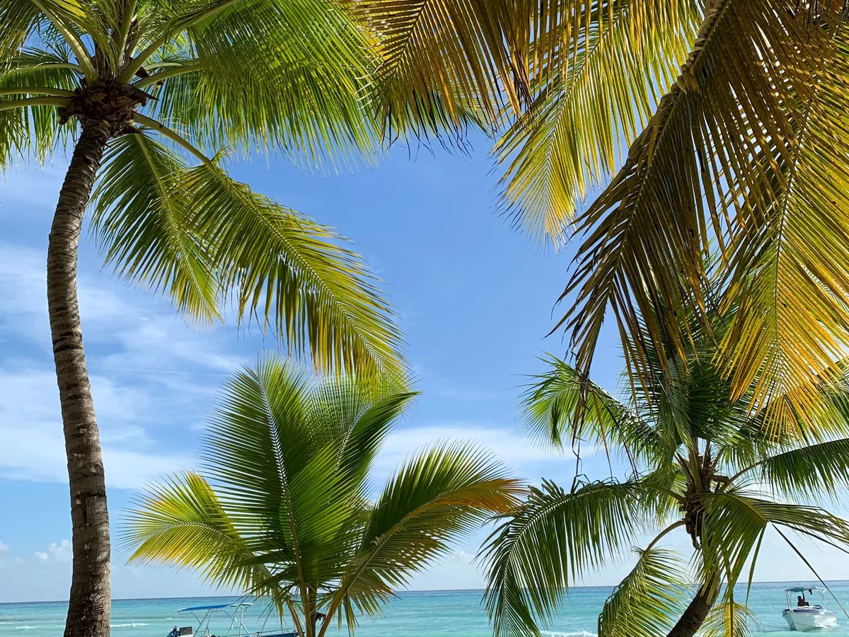 Palm-framed Punta Cana shore with boats along the coast