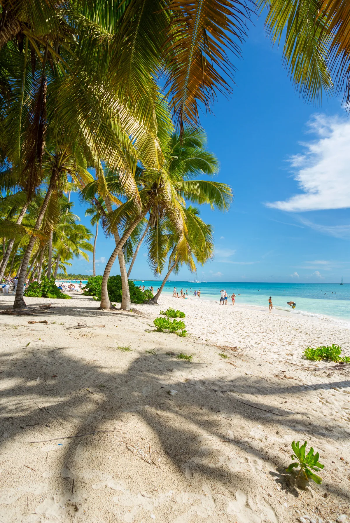 Palm-lined beach and clear water in Punta Cana