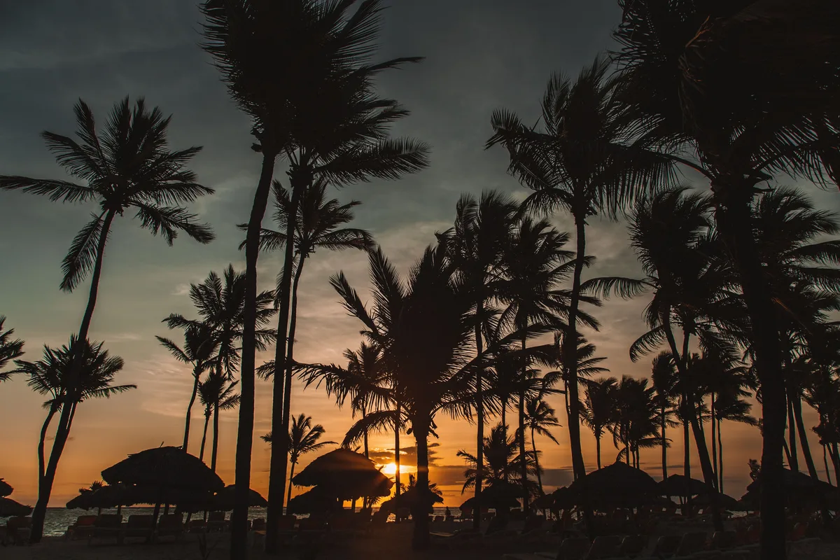 Punta Cana palm trees silhouetted against an orange evening sky
