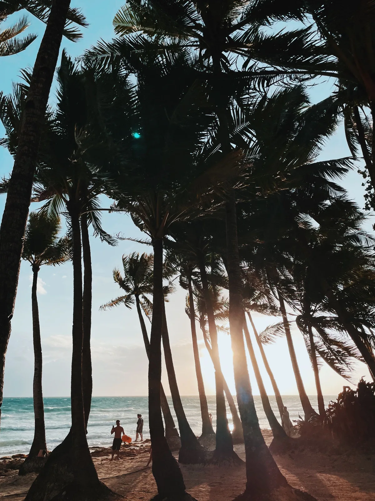 Palm trees on a Dominican Republic beach at sunset