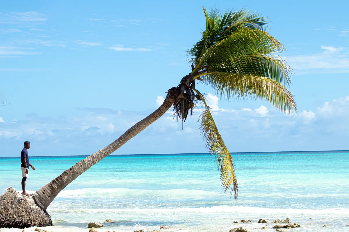 Palm tree and turquoise sea on a Dominican Republic beach