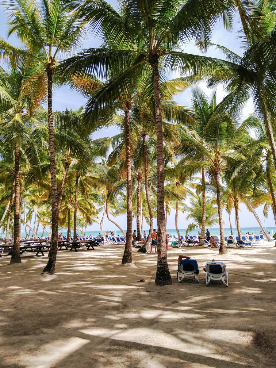 Palm-lined beach with loungers in La Altagracia Province