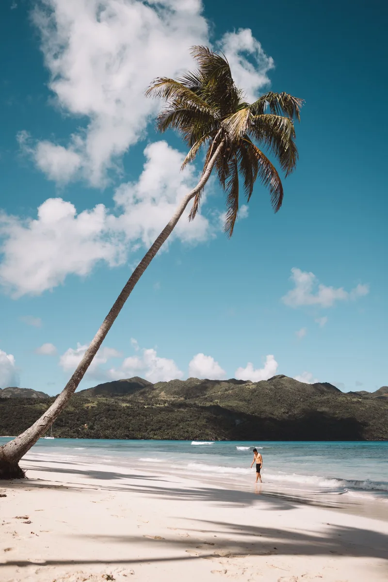 Tall palm tree over a Dominican Republic beach