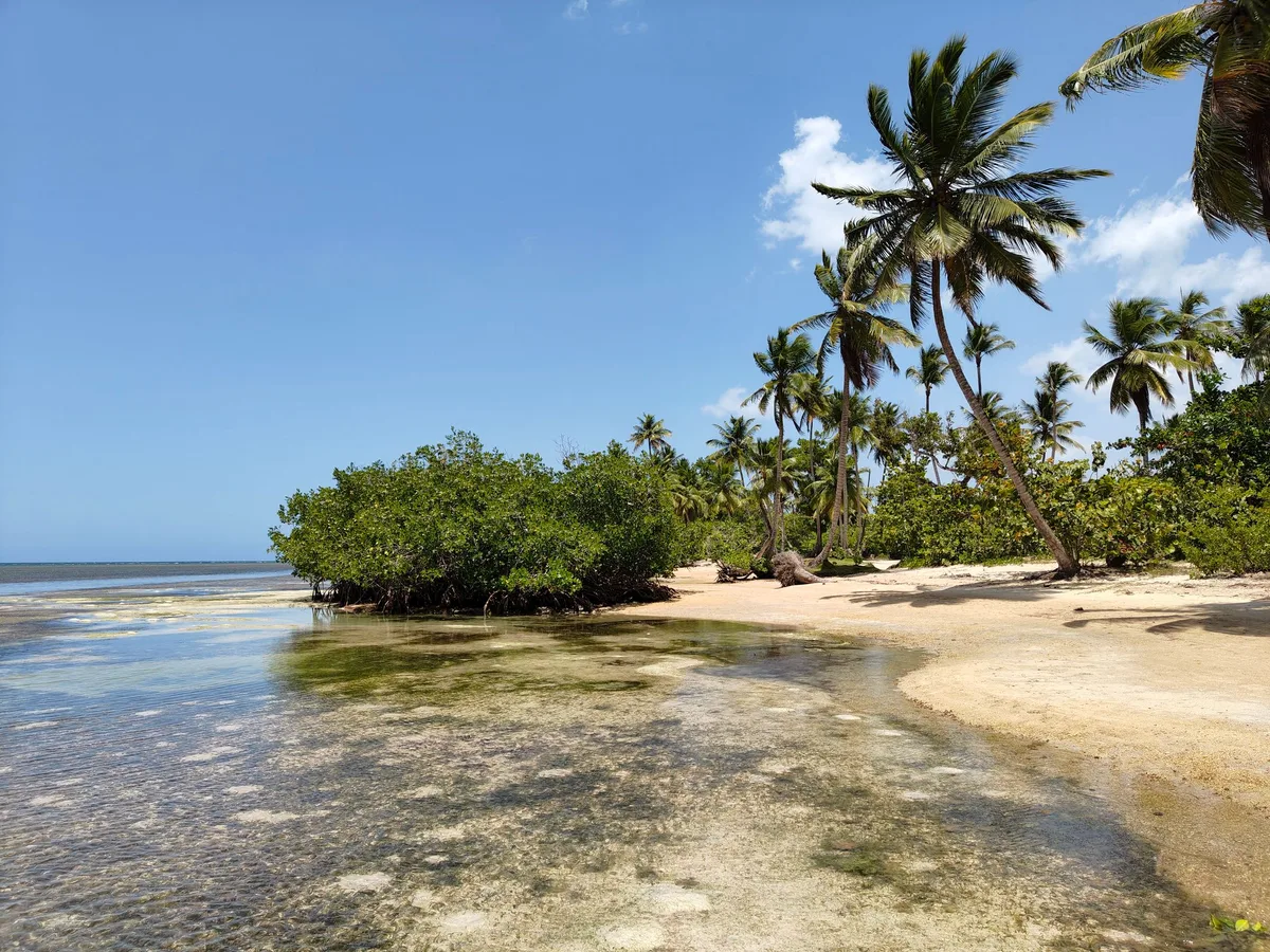 Palm-lined Samaná beach used as wider Dominican Republic context