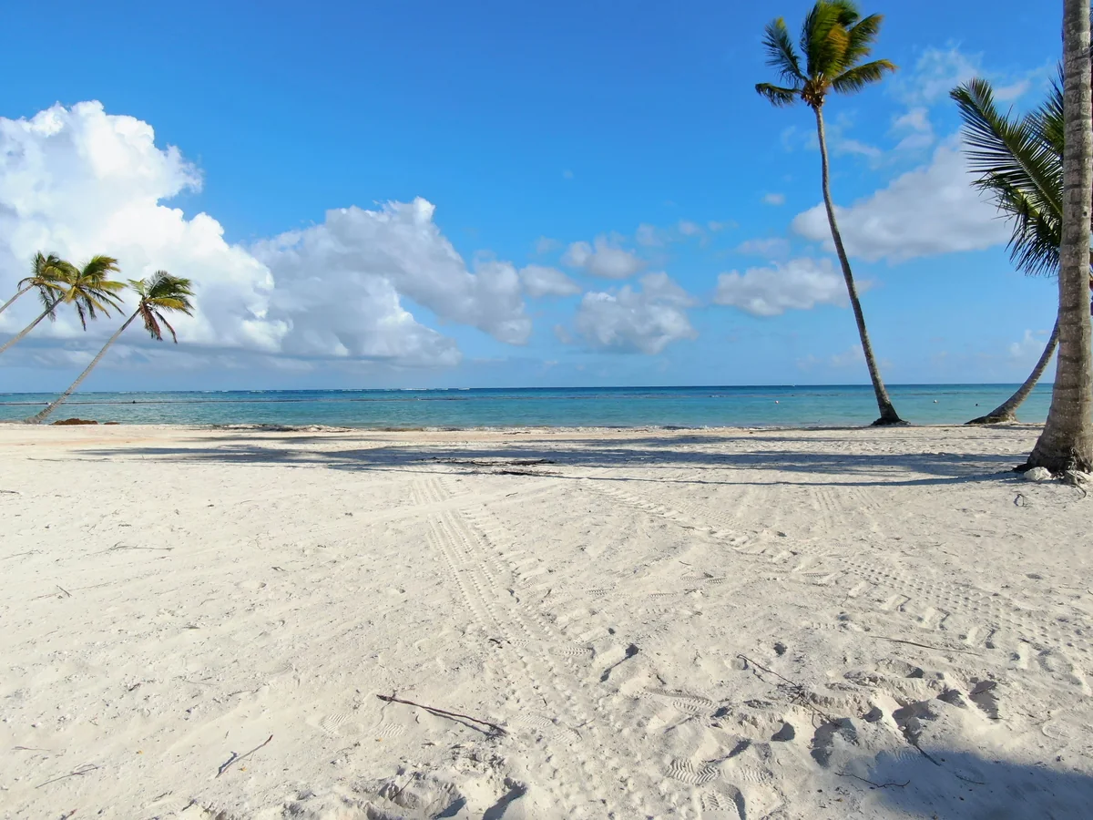 Palm trees and their shadows on a white-sand tropical beach