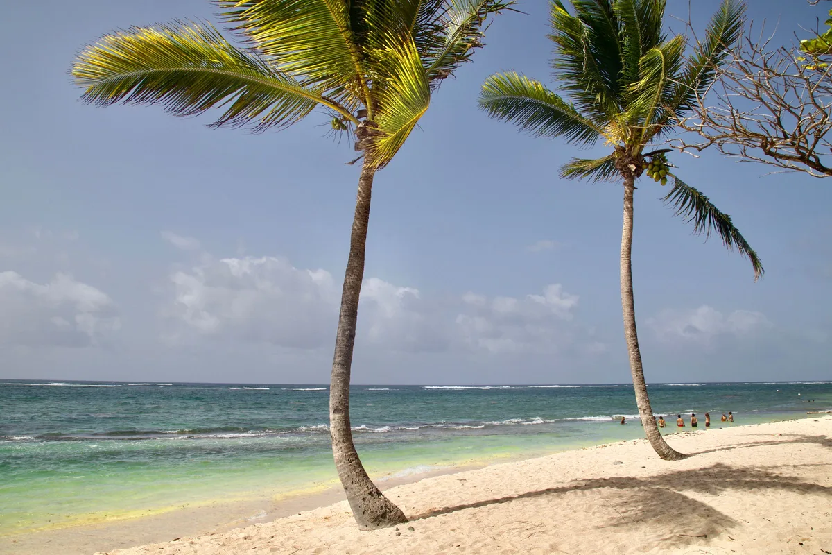 Palm-lined beach and clear Caribbean water in the Dominican Republic