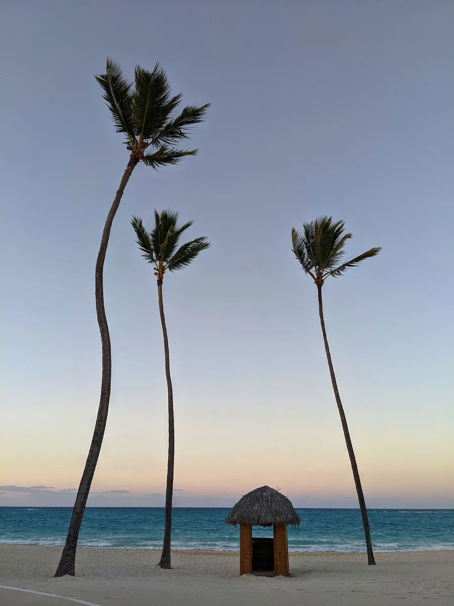 Coconut palms beside the Punta Cana coast at sunset