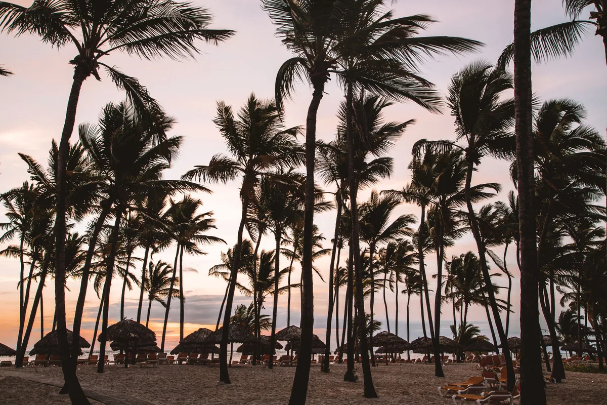 Punta Cana beach with palm silhouettes at sunset