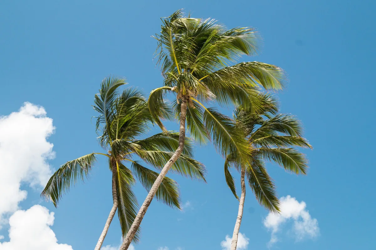 Coconut palms under a blue sky in Punta Cana