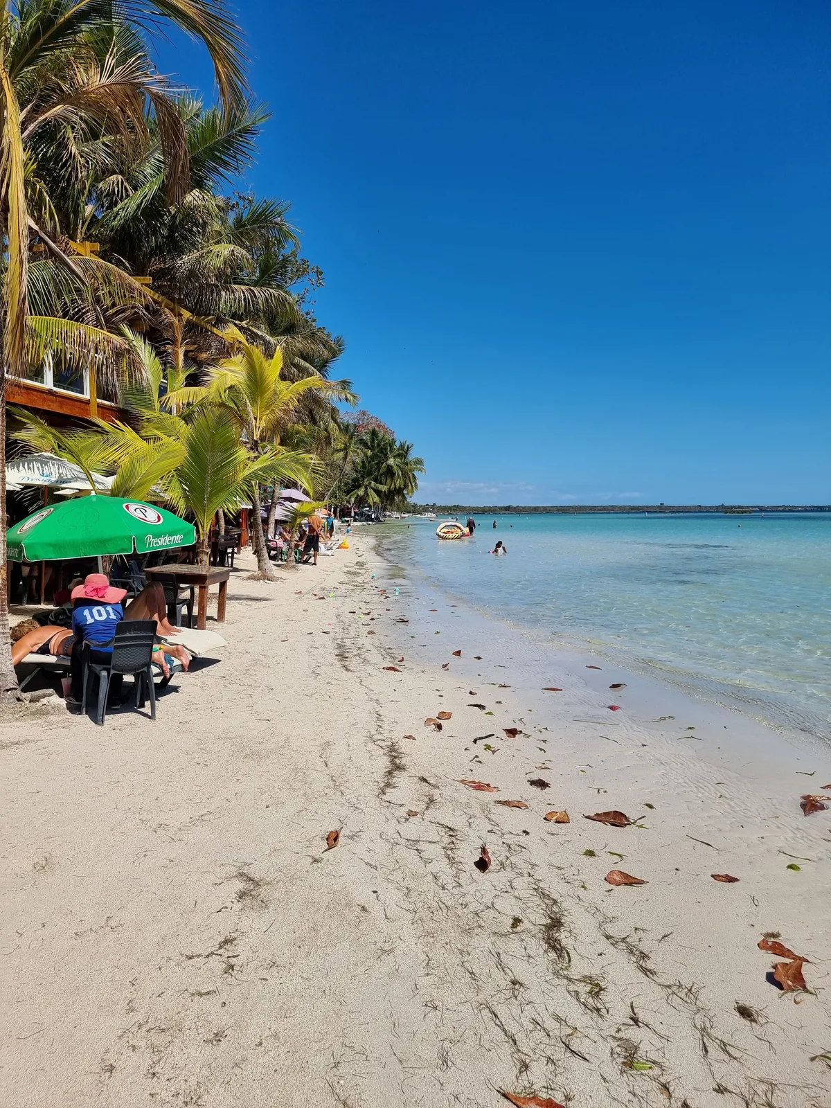 Palm trees beside clear water on a Dominican Republic beach