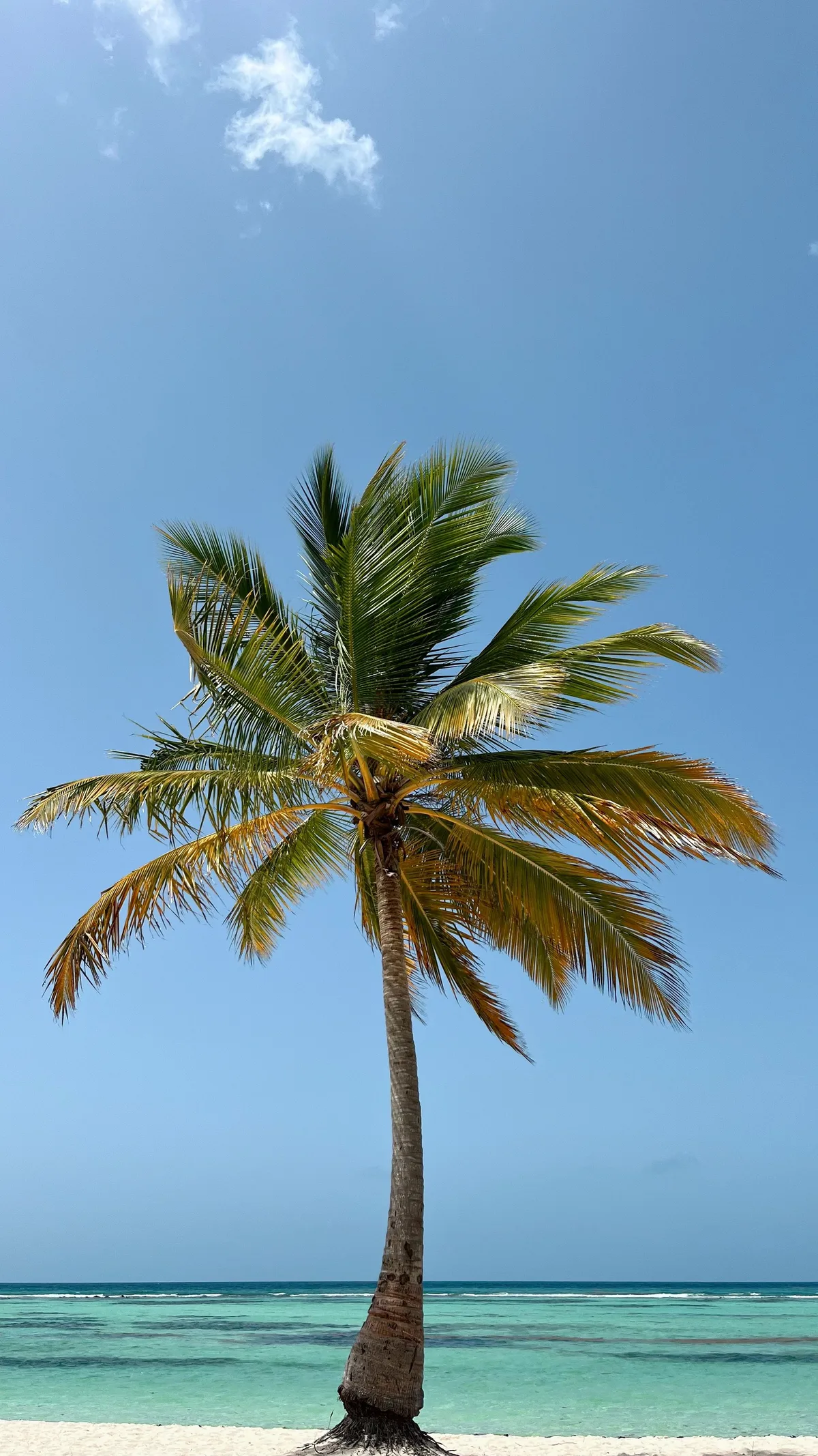 Palm tree above a Dominican Republic beach
