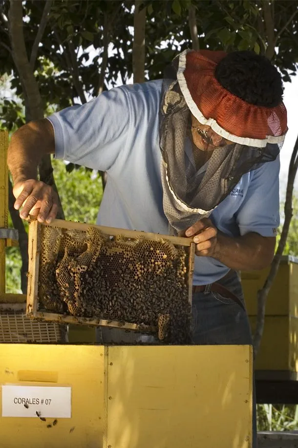 Beekeeper holding a honeycomb frame at an apiary