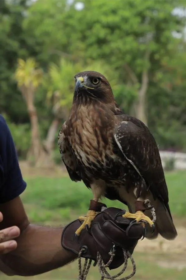 Bird of prey perched on a handler’s gloved hand during a conservation presentation
