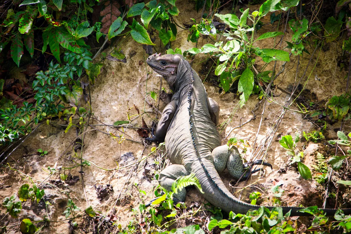Iguana on rocky ground among foliage in La Altagracia Province
