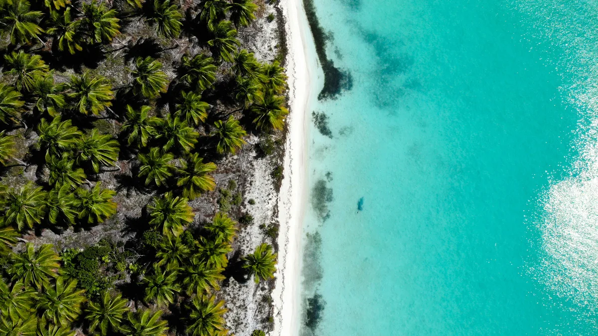 Top-down view of palm-lined shore and clear water in Punta Cana