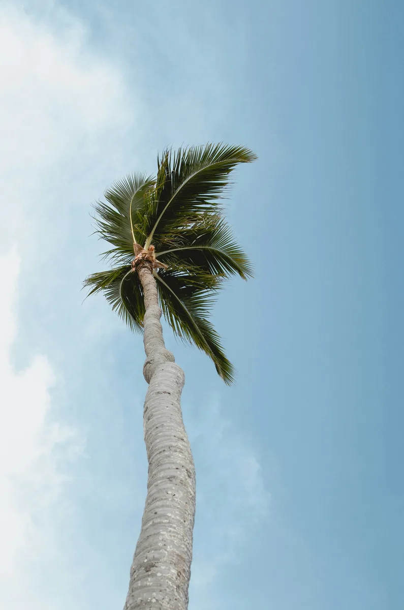Palm tree rising above a Punta Cana beach