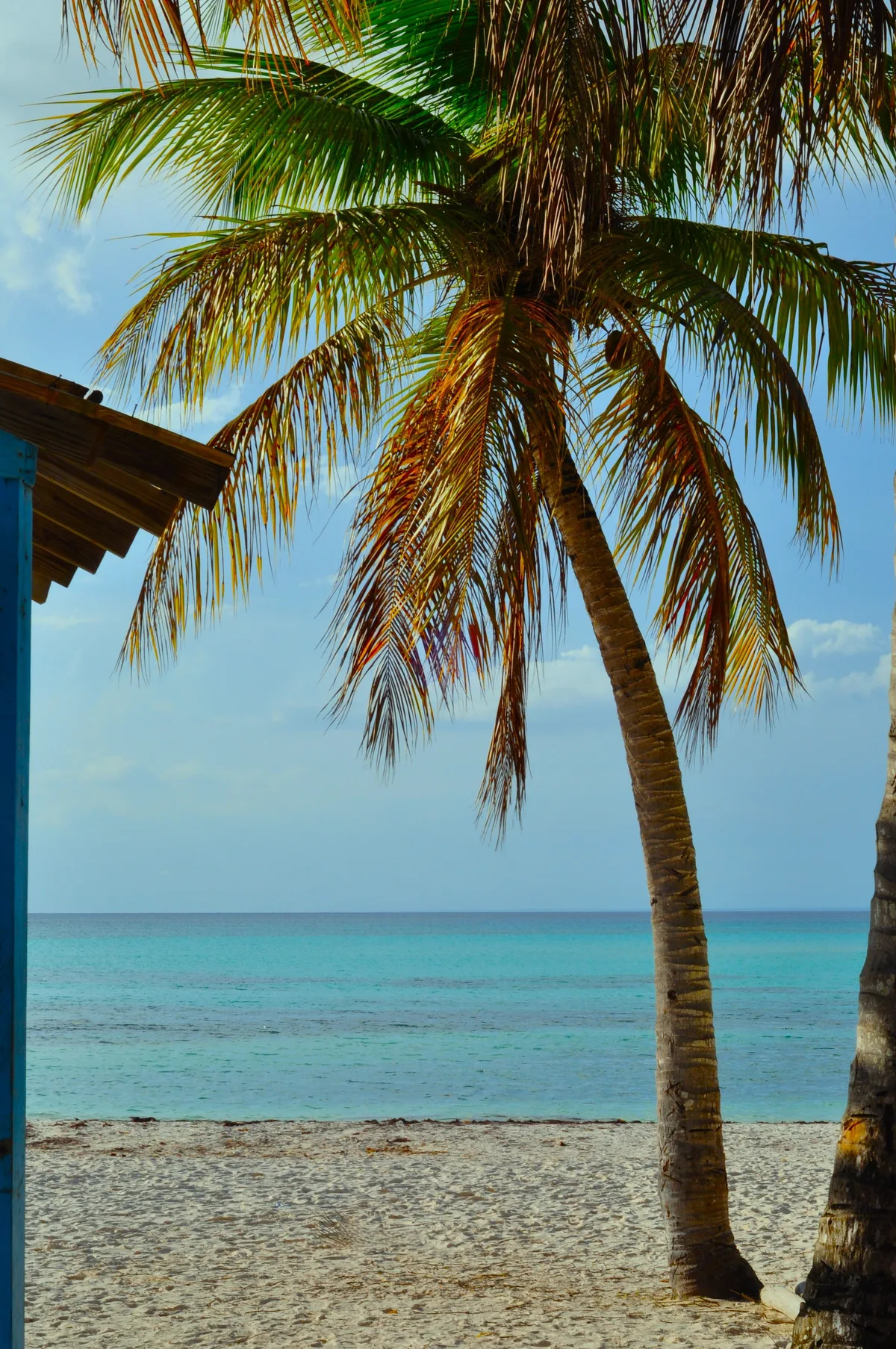 Palm tree beside turquoise water on a Dominican Republic coast