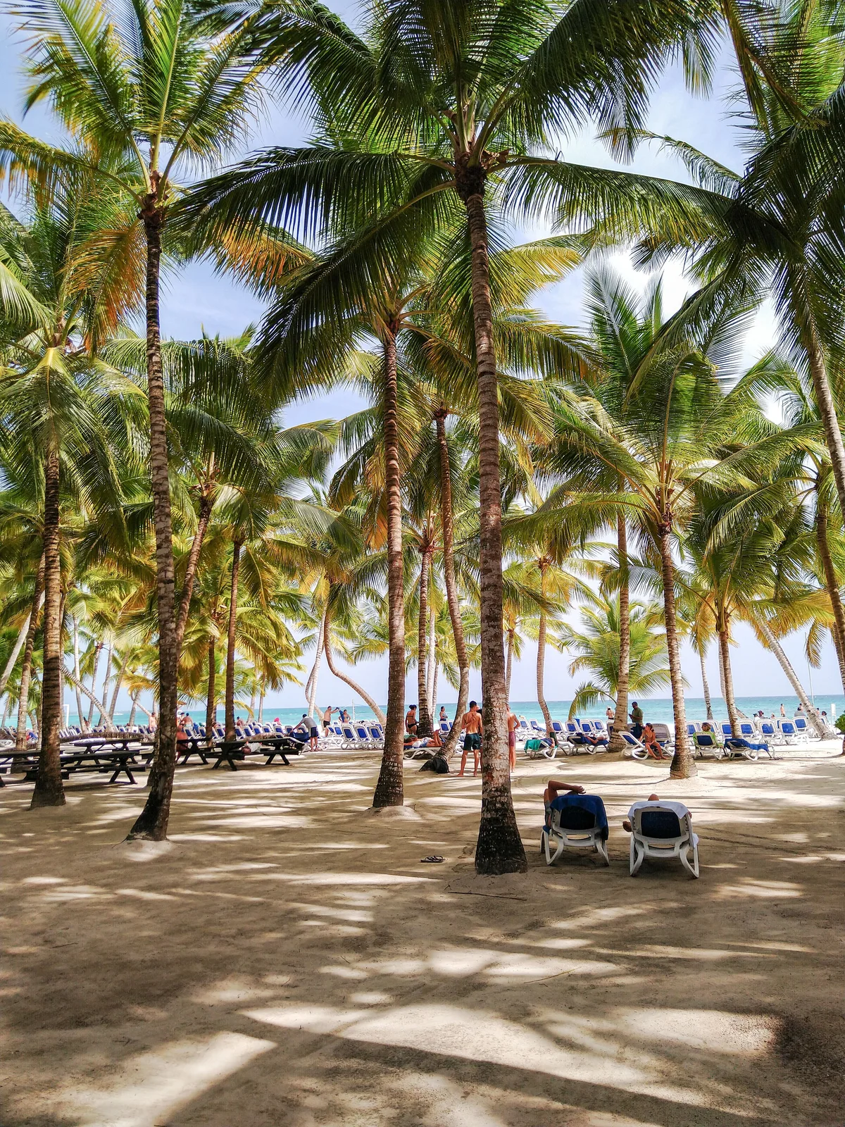 Palmeras y tumbonas en una playa de La Altagracia, República Dominicana