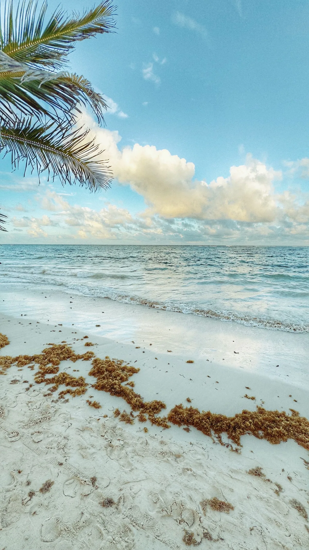 Punta Cana shoreline with palms, sea and blue sky