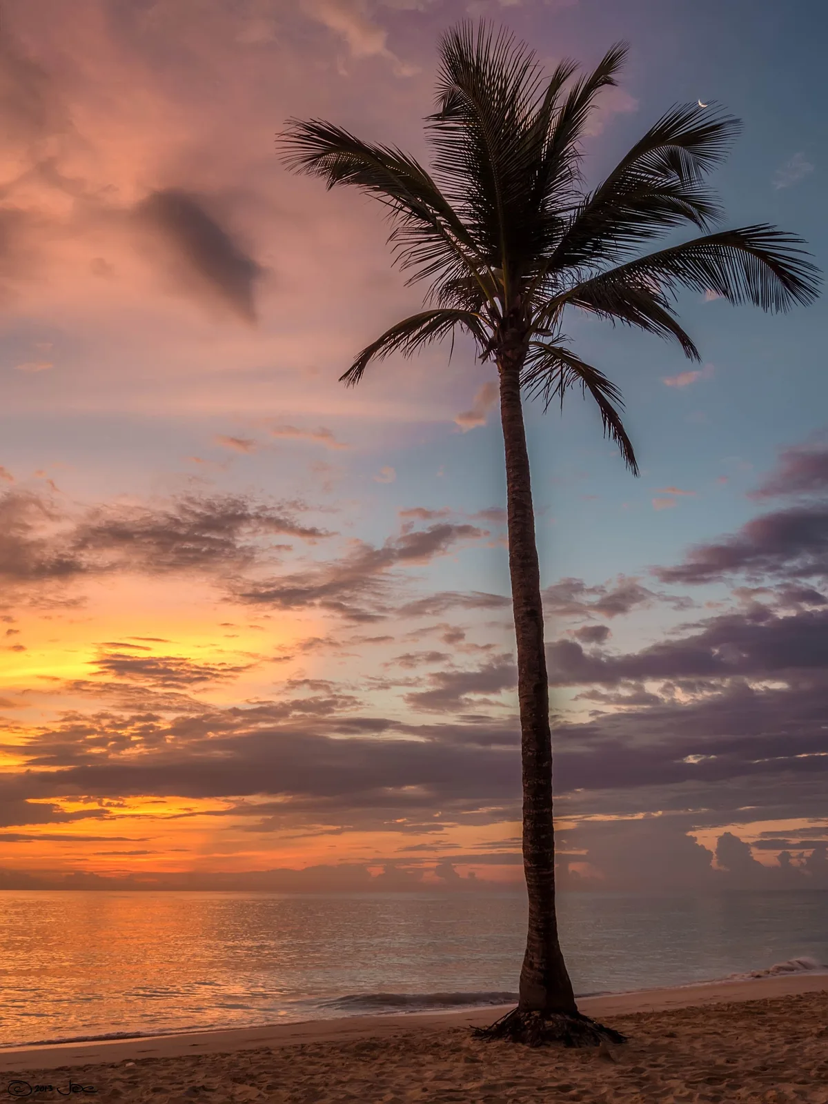 Palm tree above the Punta Cana coast at sunset