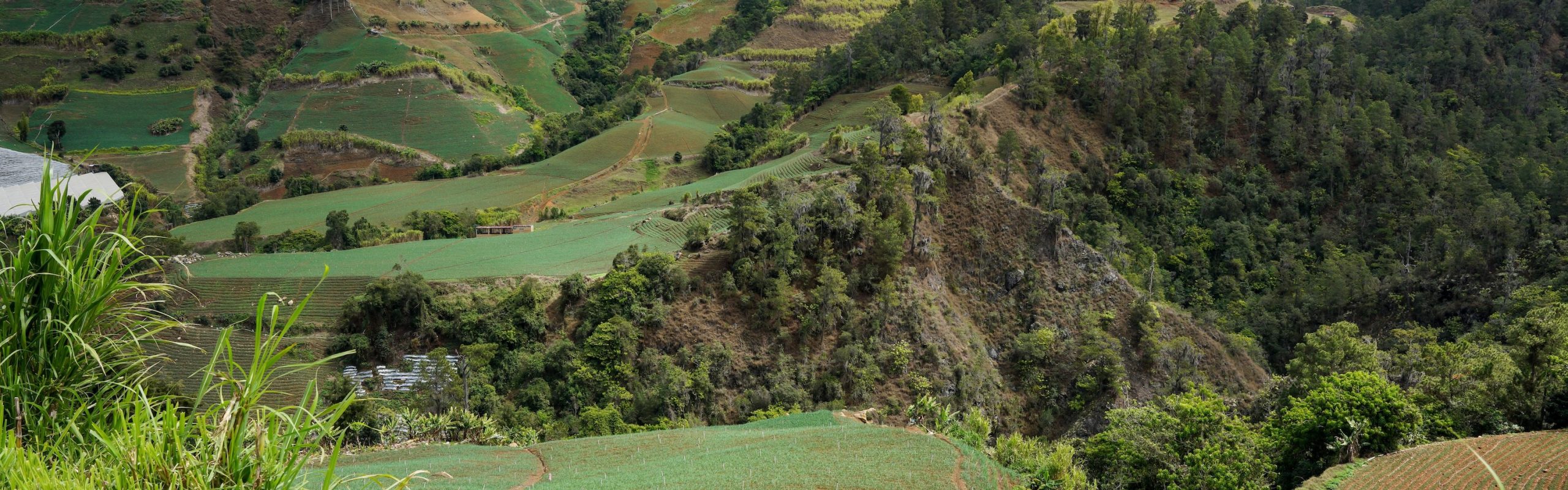 Constanza Transportation transportation coverage